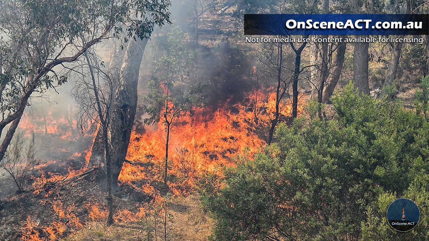 20250105 eagle hawk bushfire image 5